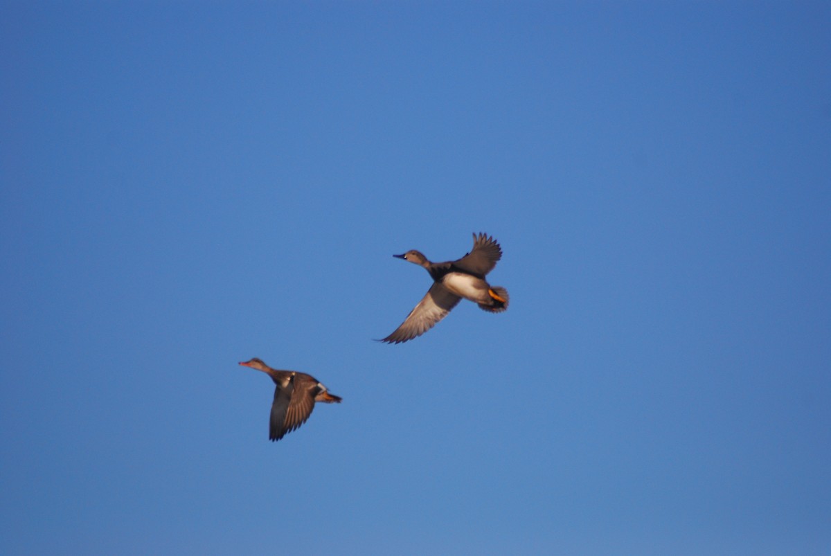 Gadwall - Brent Bomkamp