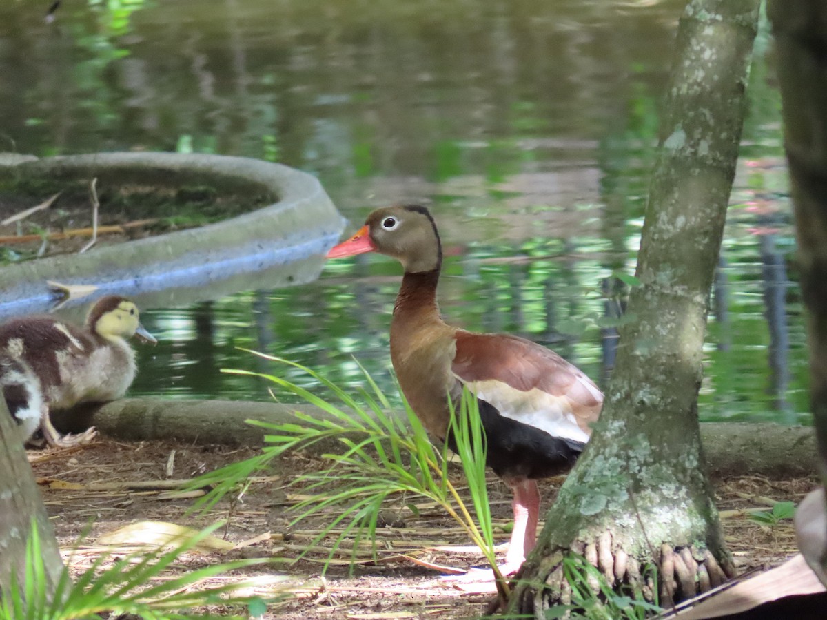 Black-bellied Whistling-Duck - ML498742261