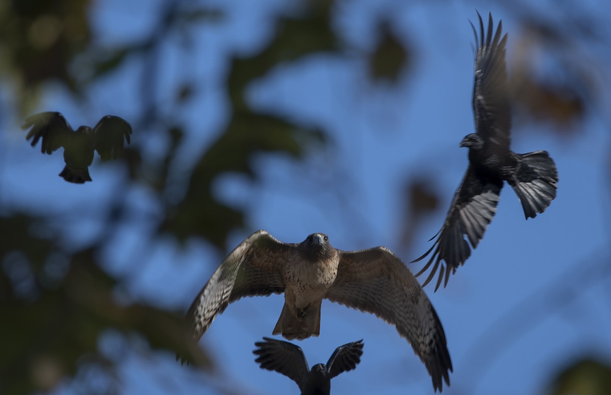 Red-tailed Hawk - ML498742461