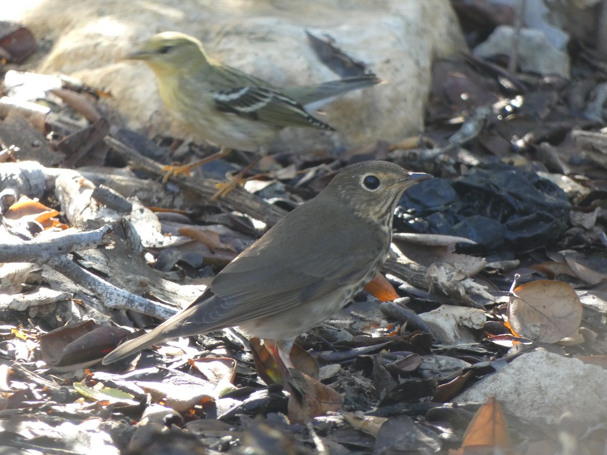 Swainson's Thrush - ML498744471