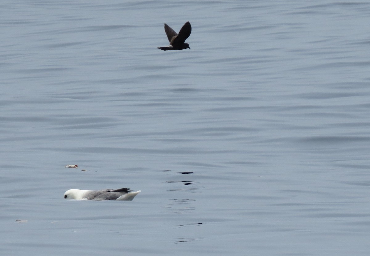 Wilson's Storm-Petrel - ML49874471