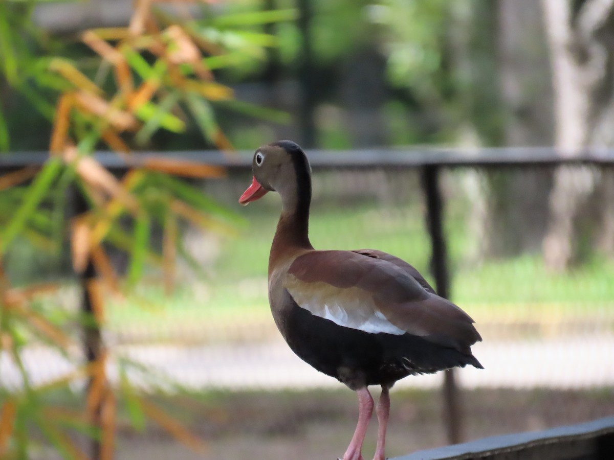 Black-bellied Whistling-Duck - ML498745191