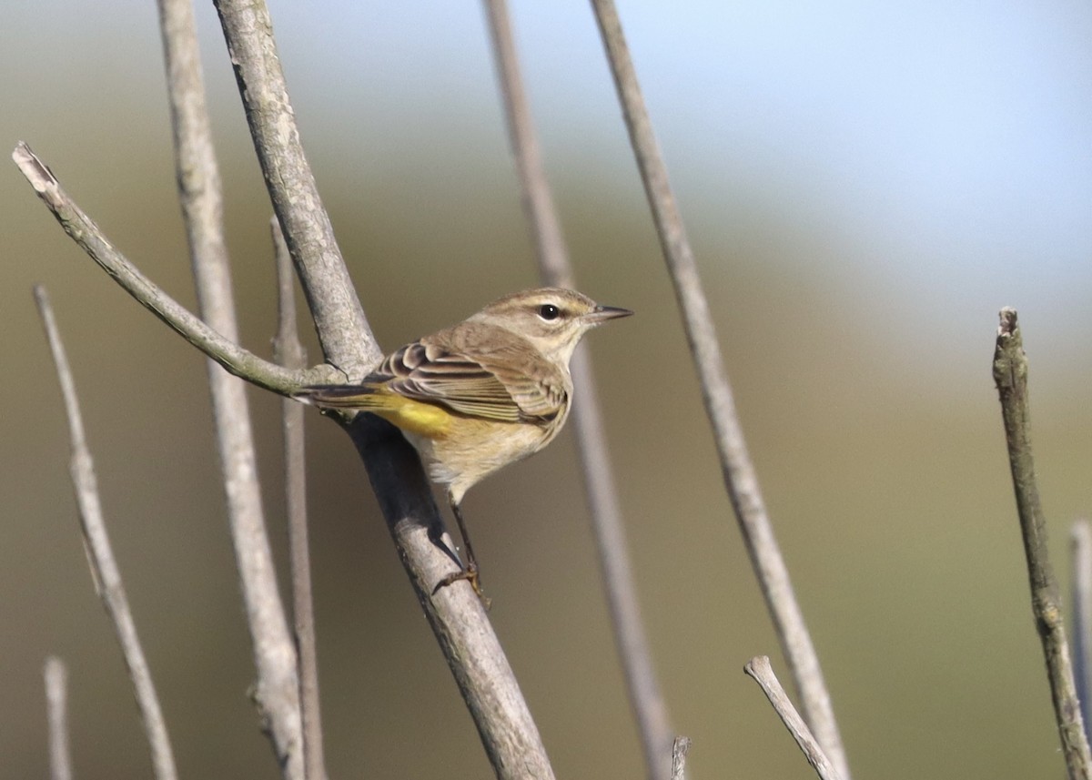 Palm Warbler (Western) - ML498748241