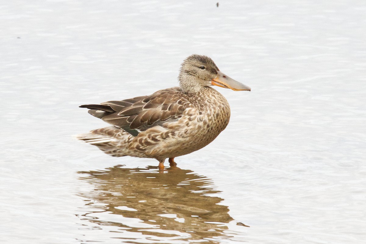 Northern Shoveler - ML498750591