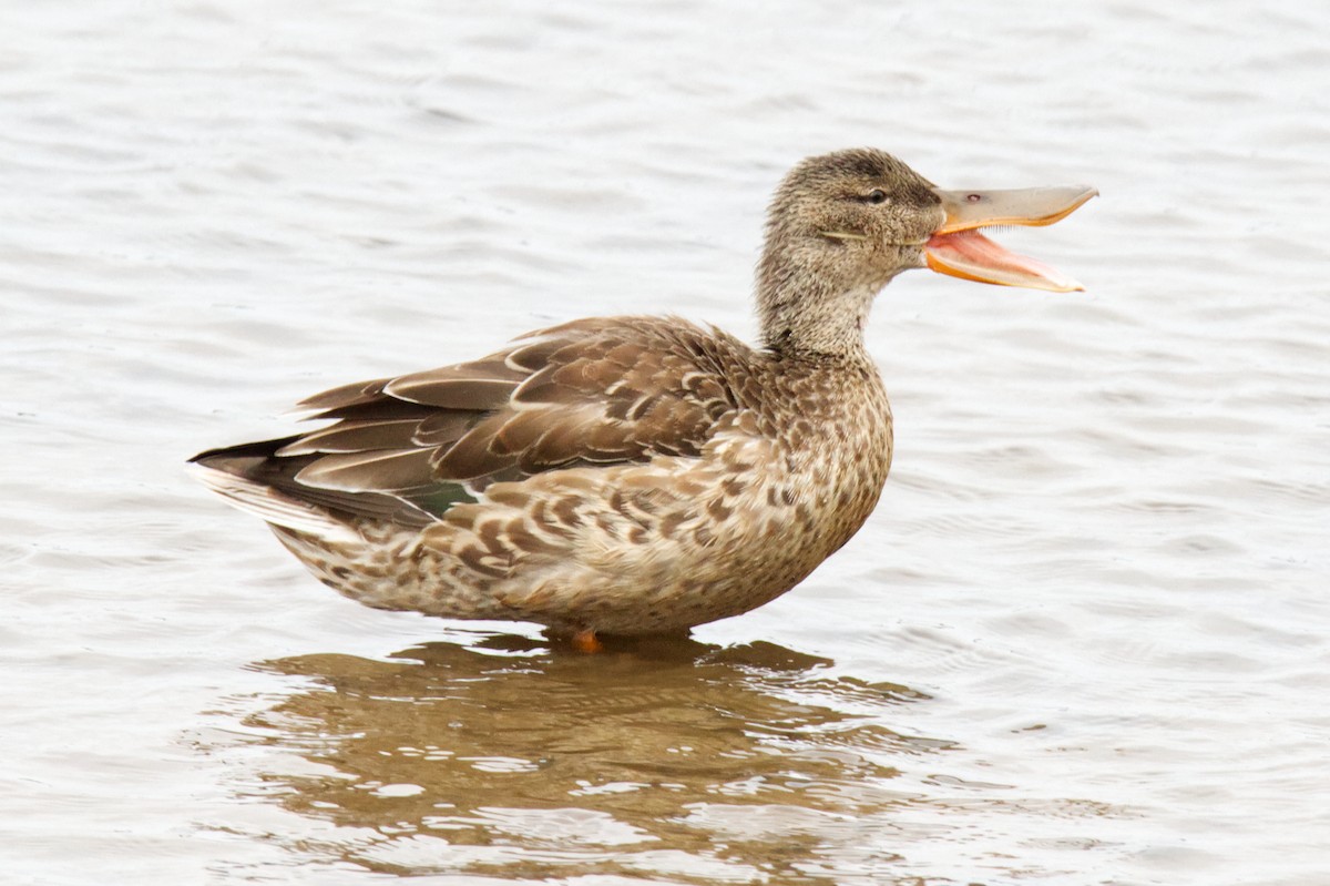 Northern Shoveler - ML498750601