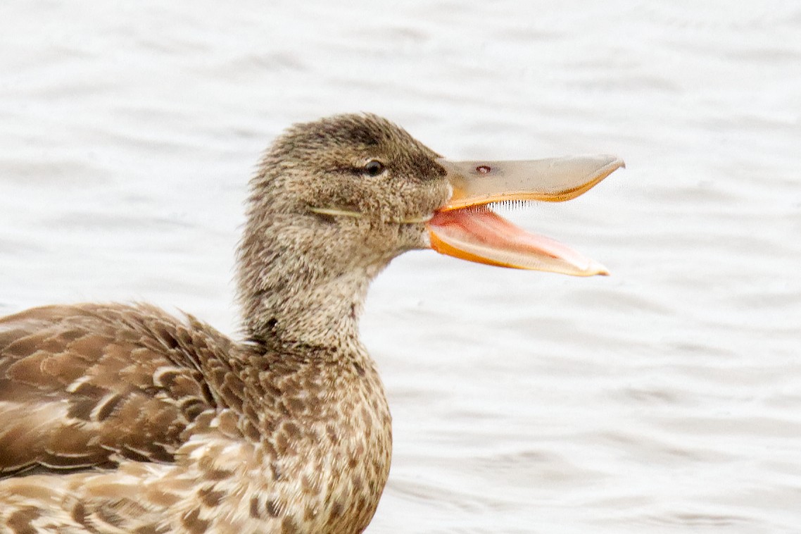 Northern Shoveler - ML498750611