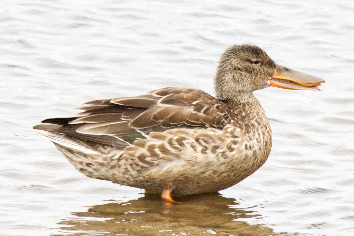 Northern Shoveler - ML498750621