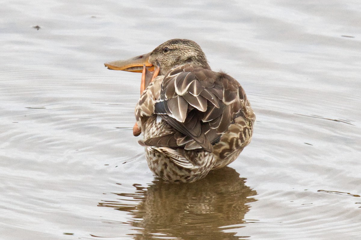 Northern Shoveler - ML498750631