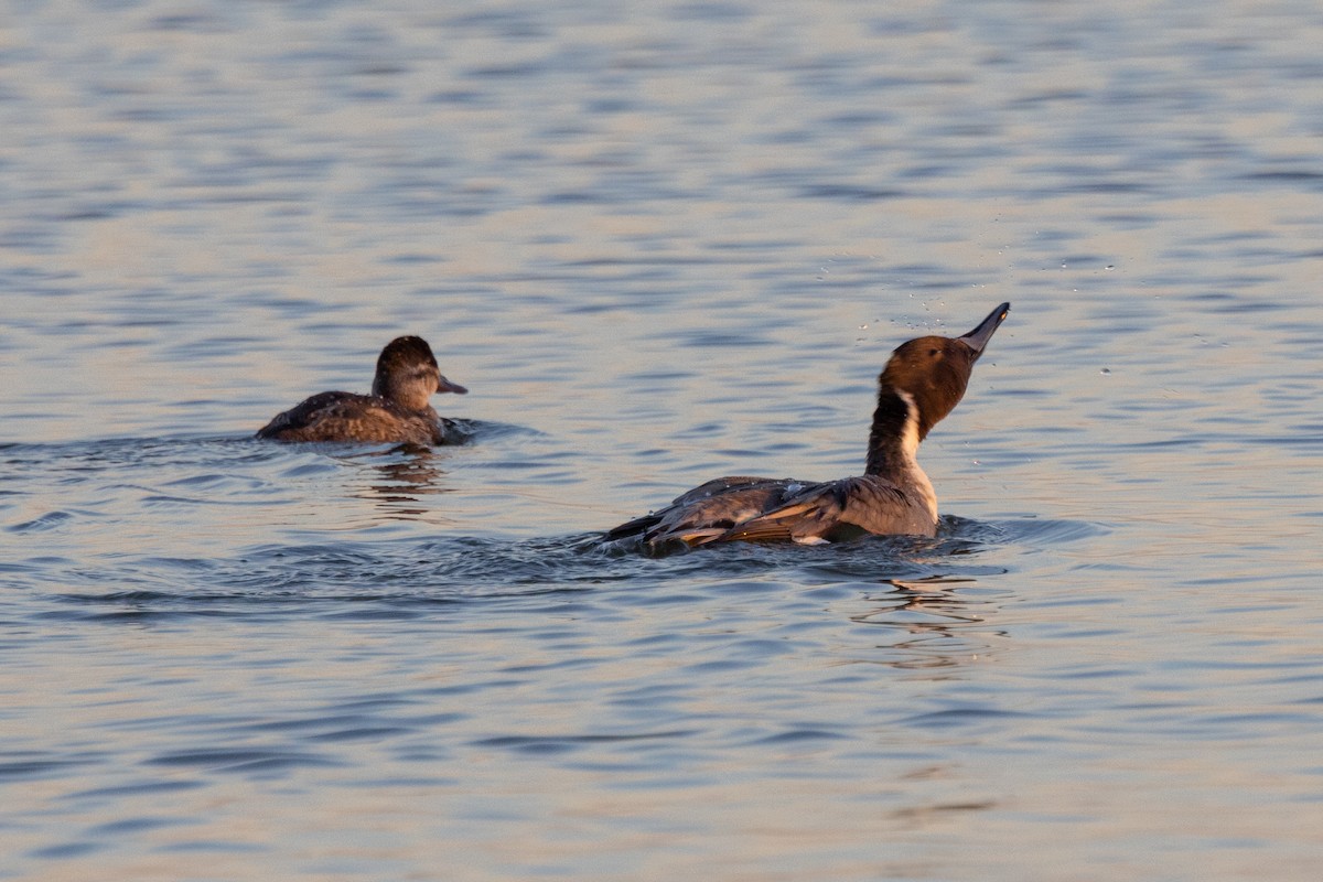 Northern Pintail - ML498751131