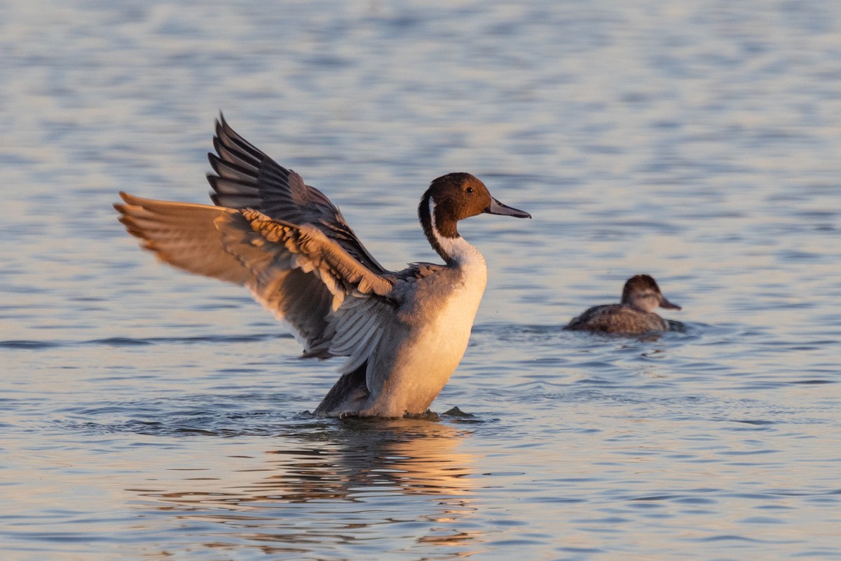 Northern Pintail - ML498751141