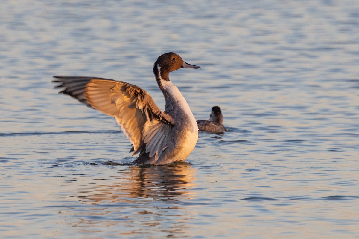 Northern Pintail - ML498751151