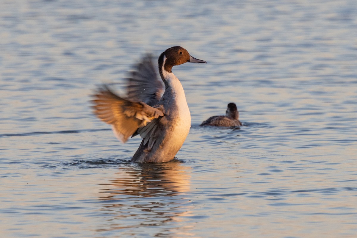 Northern Pintail - ML498751161