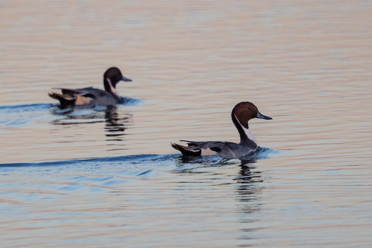 Northern Pintail - ML498751171