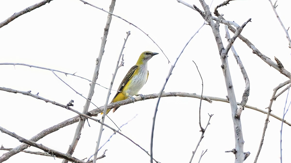 Eurasian Golden Oriole - ML498752731