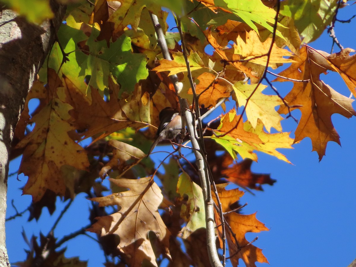 chickadee sp. - ML498753071