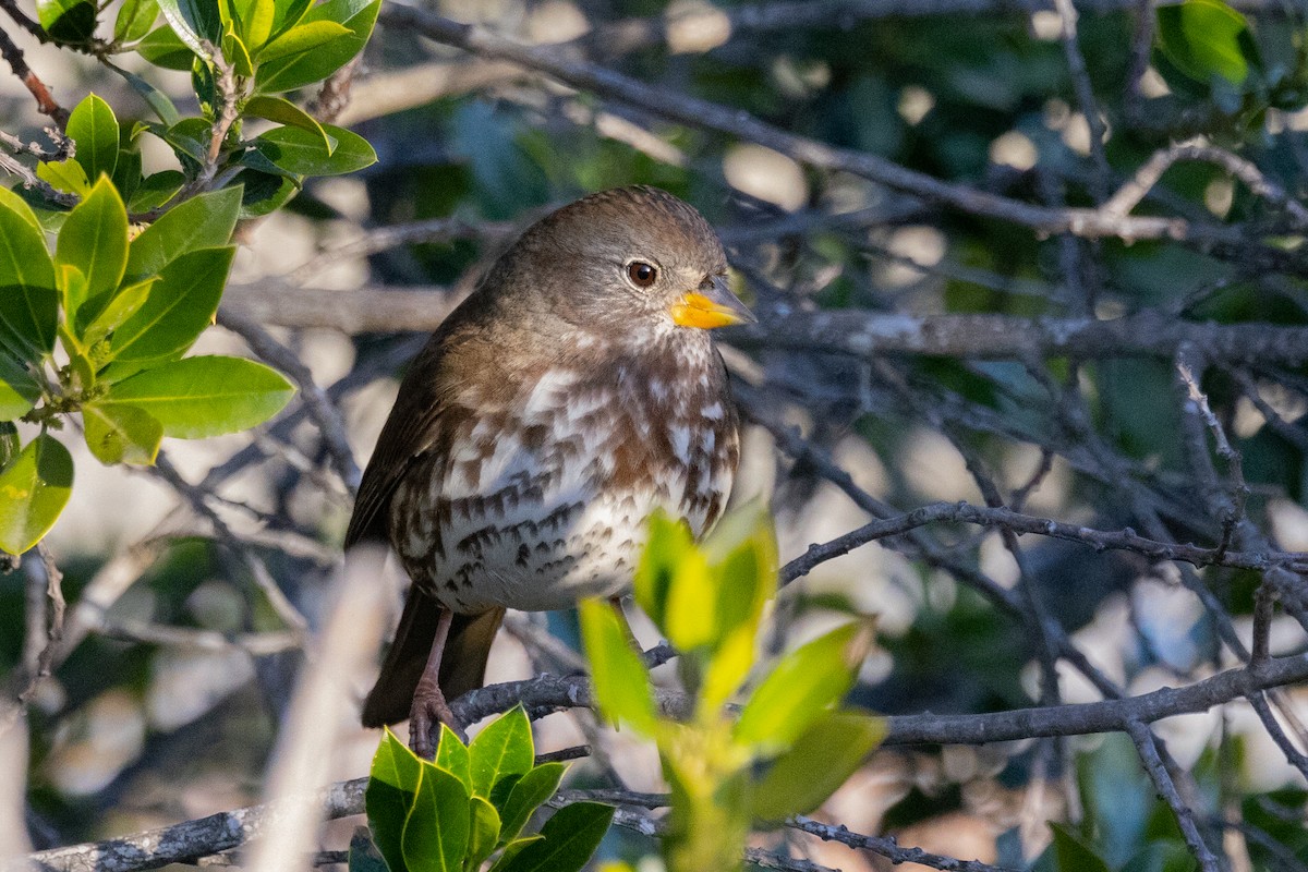 Fox Sparrow - Loni Ye