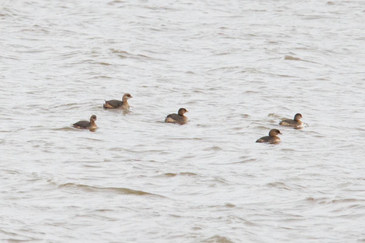 Pied-billed Grebe - ML498753801