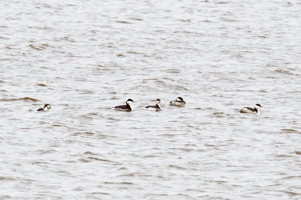 Horned Grebe - ML498753841