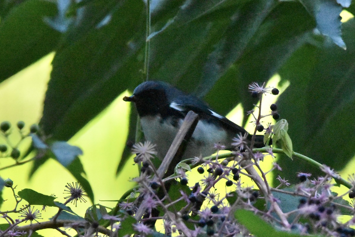 Black-throated Blue Warbler - ML498753991