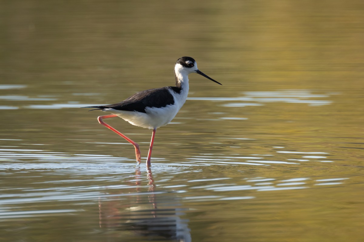 Black-necked Stilt - ML498754861