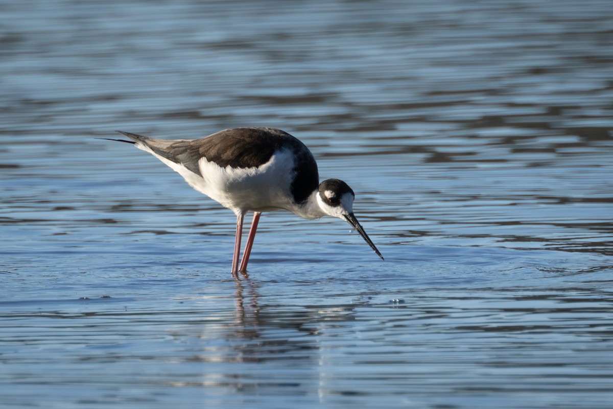 Black-necked Stilt - ML498754911