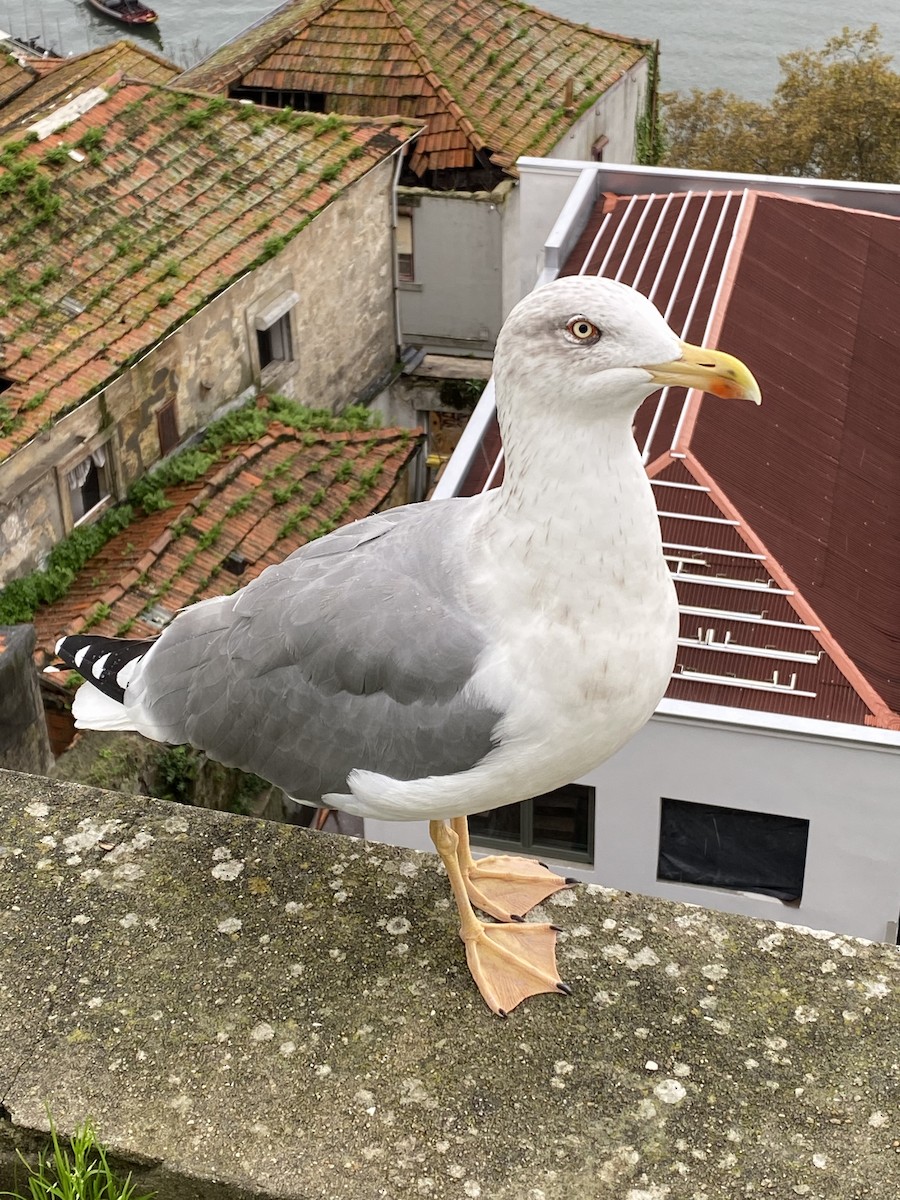 Yellow-legged Gull - ML498755381