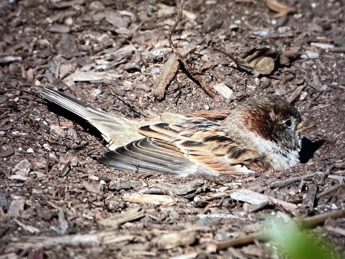 House Sparrow - ML498755841