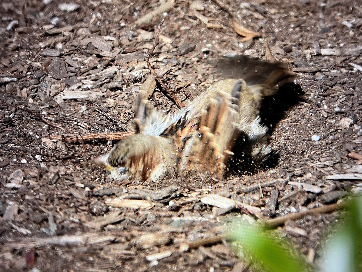 House Sparrow - ML498755851