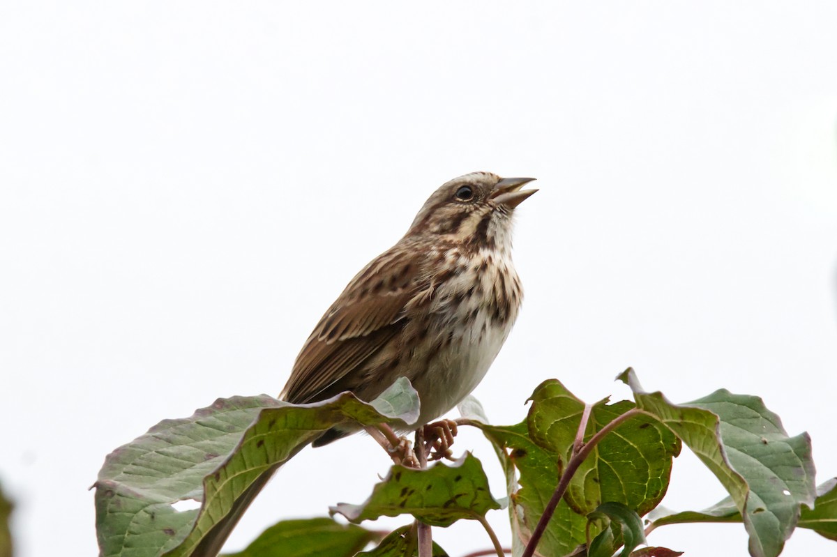 Song Sparrow - ML498755861