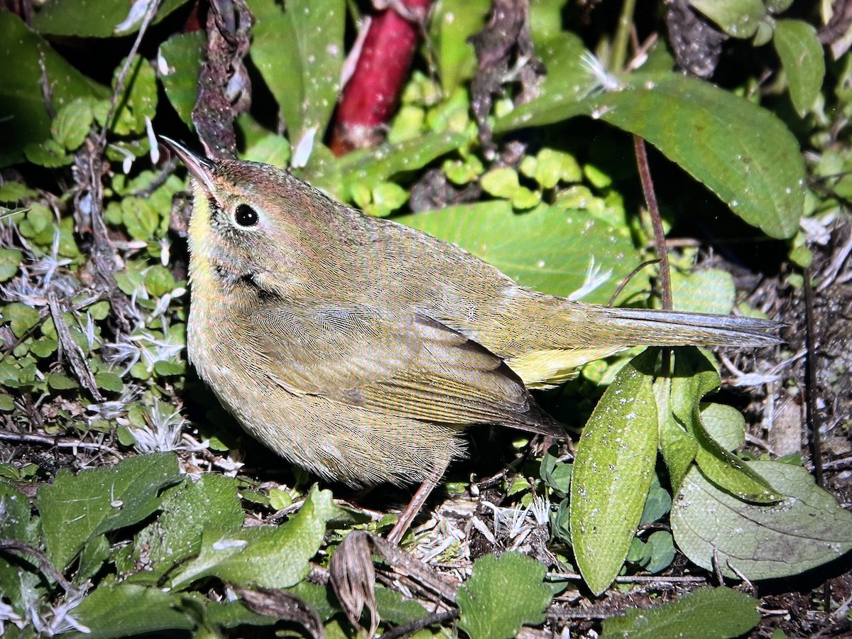 Common Yellowthroat - ML498756031