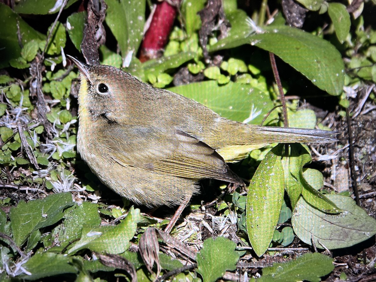 Common Yellowthroat - ML498756041