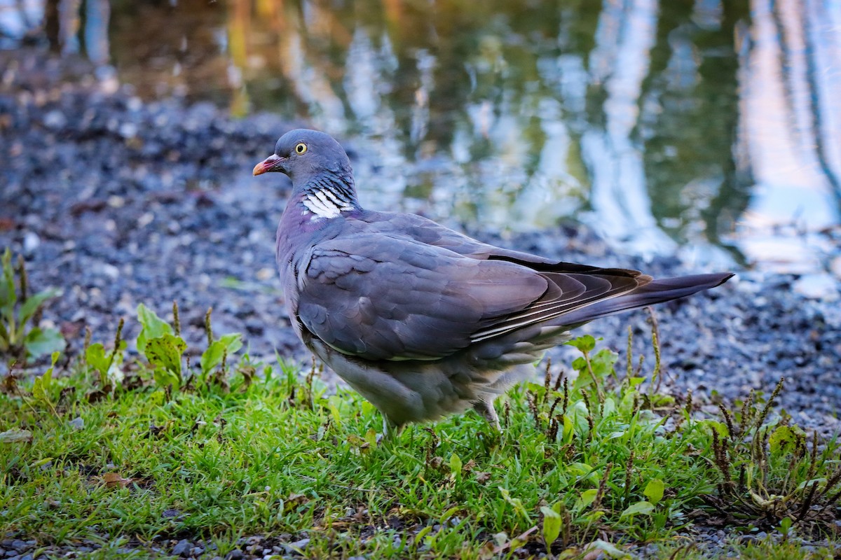 Common Wood-Pigeon - ML498757331
