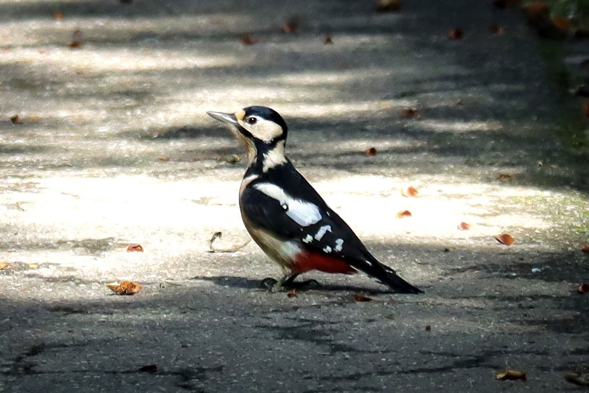 Great Spotted Woodpecker - ML498757521