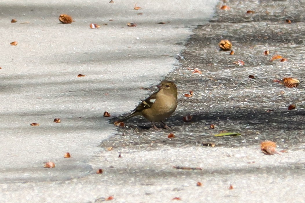 Common Chaffinch - ML498757841