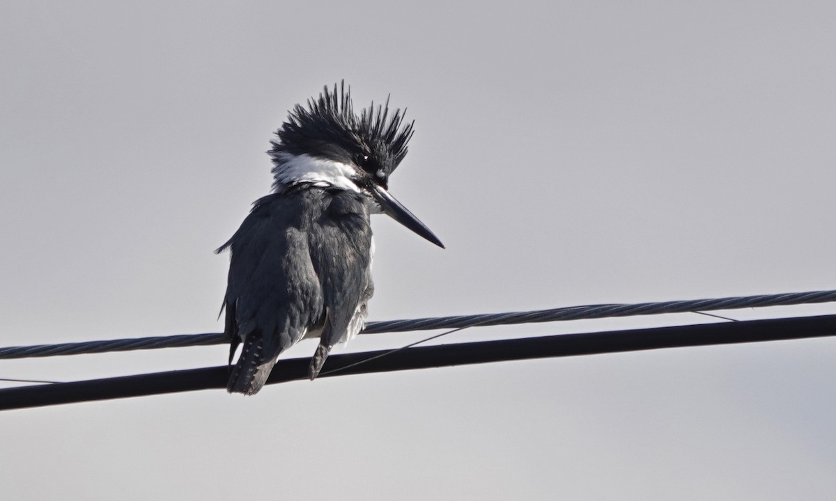 Belted Kingfisher - ML498759821