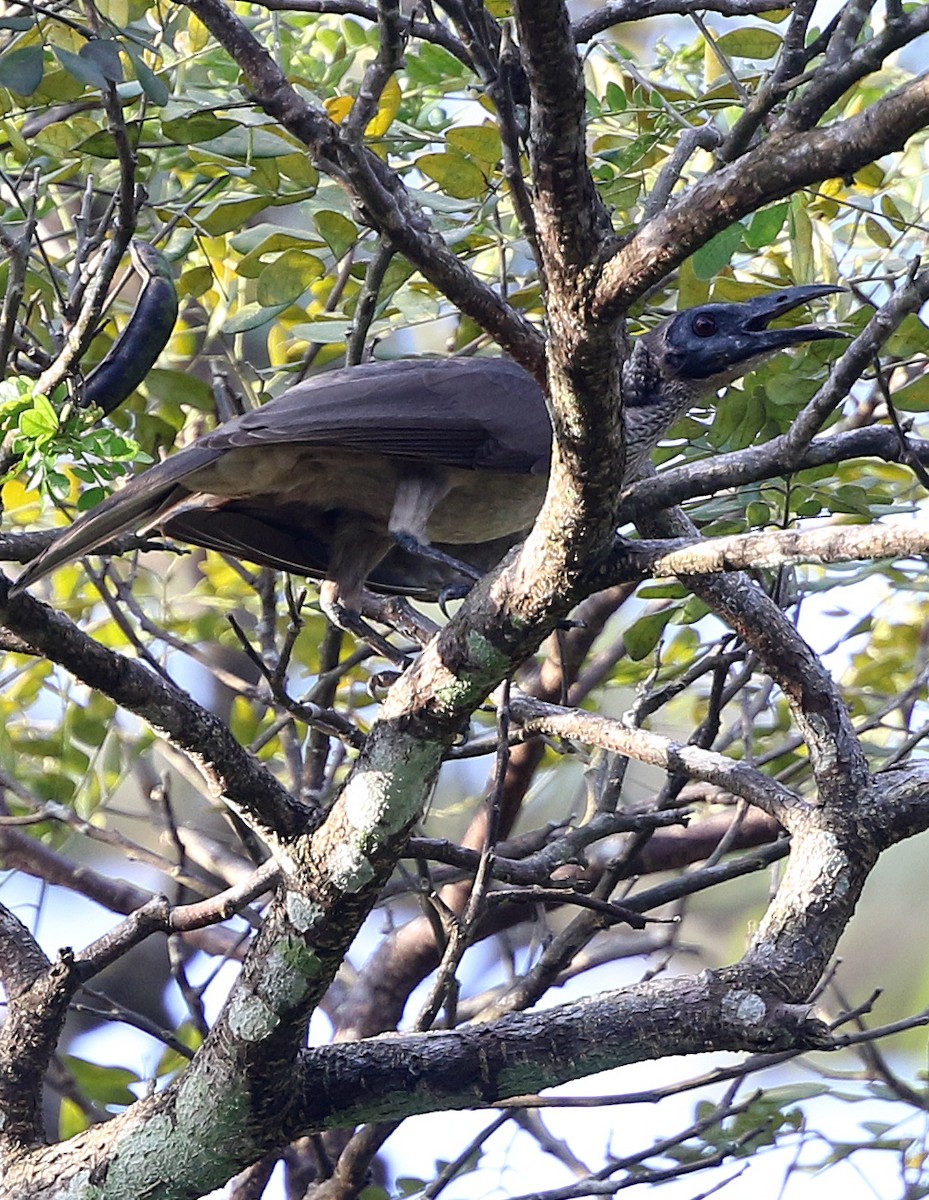 Helmeted Friarbird (New Guinea) - ML498761001