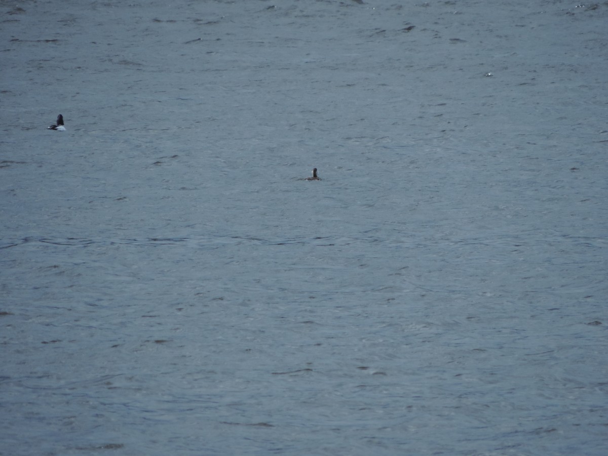 Ruddy Duck - John McKay