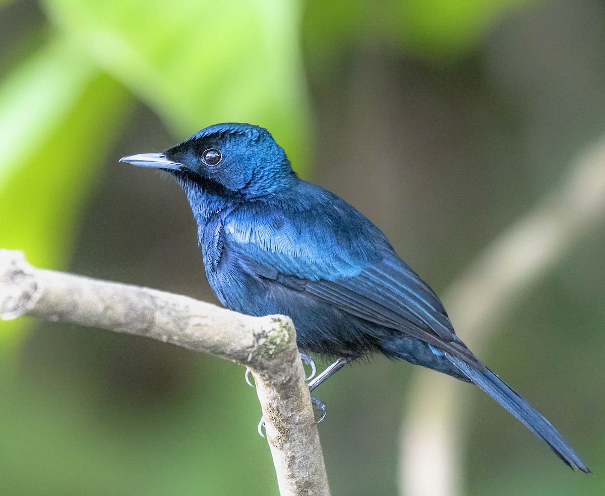 Shining Flycatcher - ML498762921