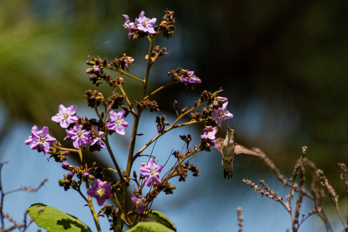 Ruby-throated Hummingbird - ML498763611