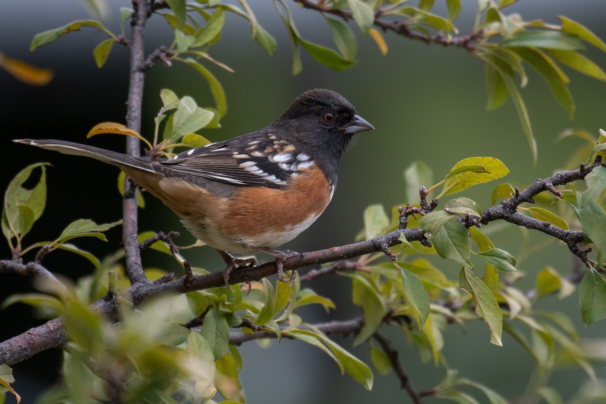 Spotted Towhee - ML498763881