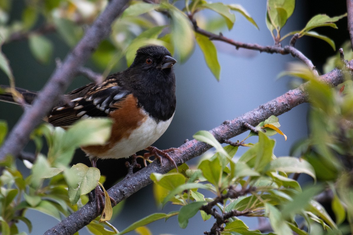 Spotted Towhee - ML498763891