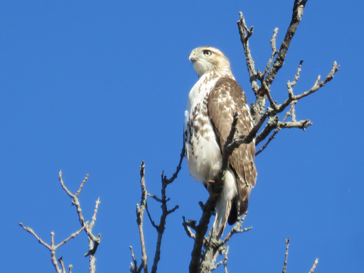 rødstjertvåk - ML498765731