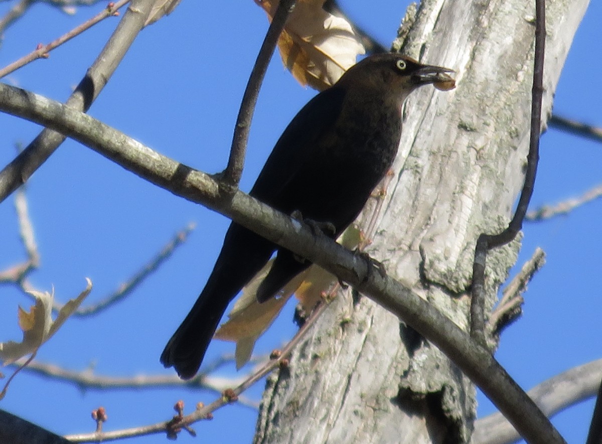 kanadatrupial - ML498765761