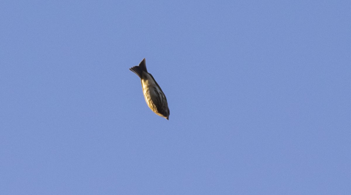 Purple Finch - ML498765941