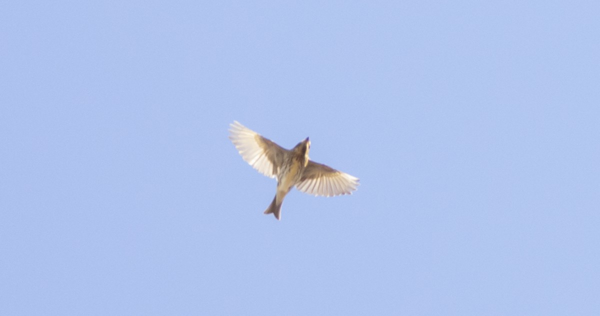 Purple Finch - ML498765951