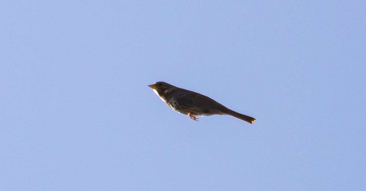 Fox Sparrow - ML498766021