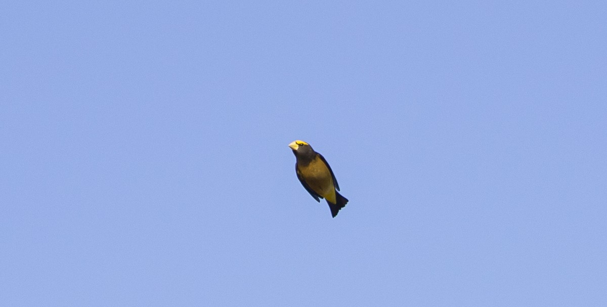 Evening Grosbeak - ML498766371