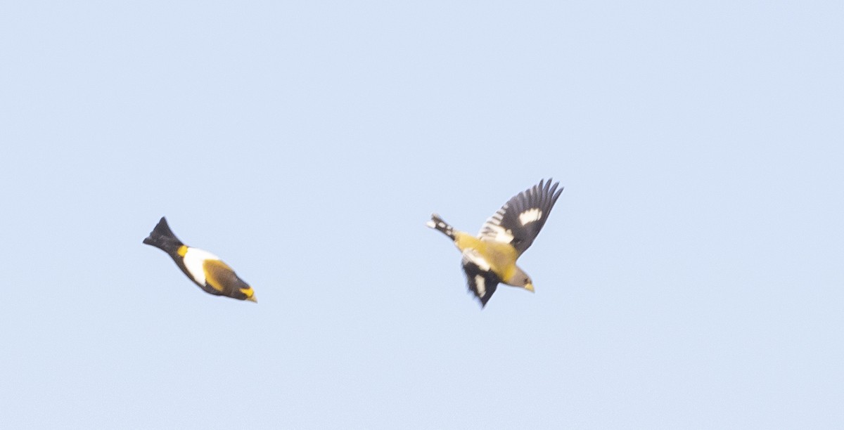 Evening Grosbeak - Caleb Putnam