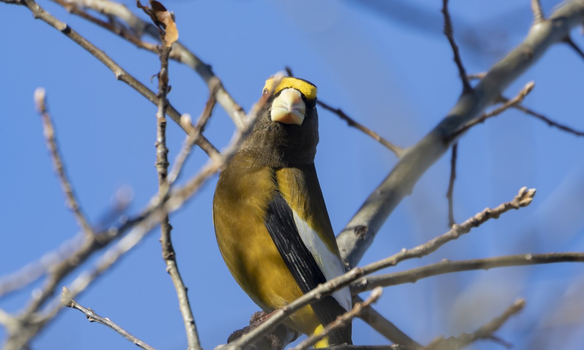 Evening Grosbeak - Caleb Putnam