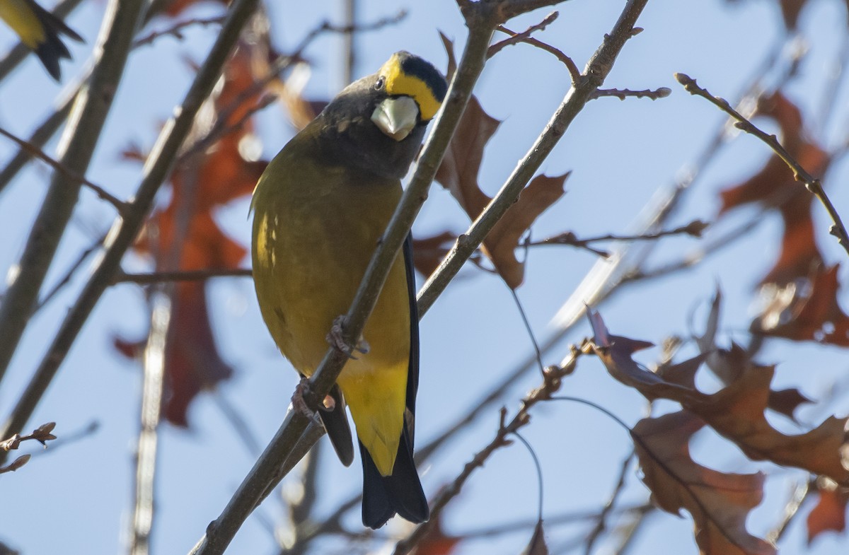 Evening Grosbeak - ML498766431